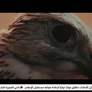 نادي الفجيرة للشطرنج والثقافة ينشر فيلماً ترويجياً لمقره الجديد