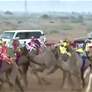 "غلا" تتوج بالكأس و"الغزال" يحصد بندقية الحقايق في مهرجان محمد بن زايد لسباقات الهجن ومزاينة الإبل