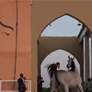 بطولة الفجيرة الدولية لجمال الخيل العربية تنضم الى قائمة البطولات الاماراتية المصنفة ضمن الفئة " A "