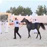 منافسات قوية في اليوم الأول لكأس الإمارات العالمي لجمال الخيل العربية بالبحرين