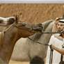 171 خيلاً تشارك في كأس الإمارات العالمي لجمال الخيل العربية بالمغرب