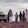 السجاد البنفسجي يثير التساؤلات مع زيارة ترامب للسعودية