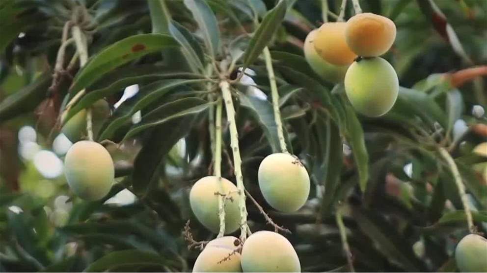 زراعة المانغو في الفجيرة ..رافد قوي للسوق المحلي