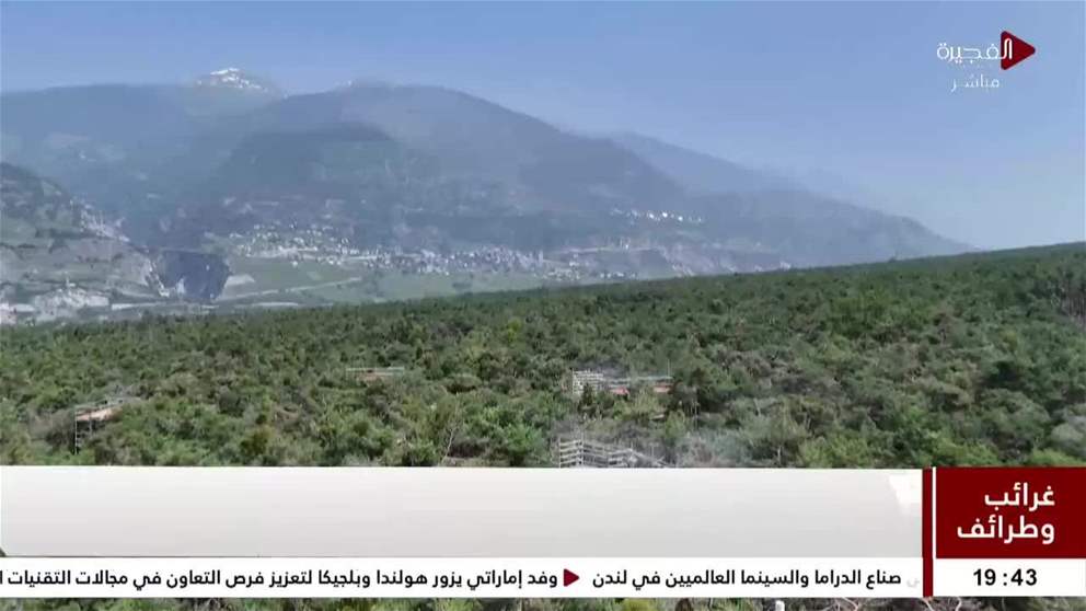 رش رذاذ المياه على غابة من الصنوبر في سويسرا يحقق اهدافا بيئية جمة