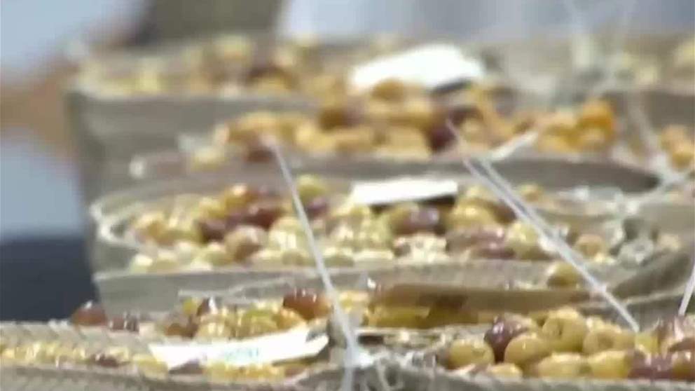 الرطب شاهد على التأسيس وعنوان للكرم والضيافة في عام المجتمع