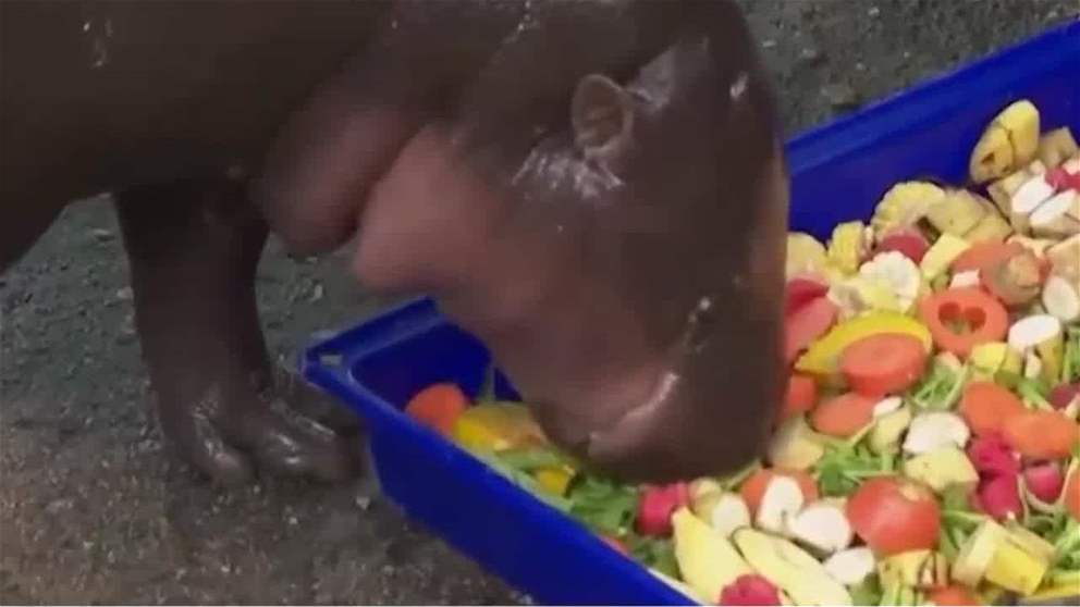 تايلاند تحتفل ب مو دينغ اصغر فرس نهر قزم يشعل الاجواء في عيد  ميلاده