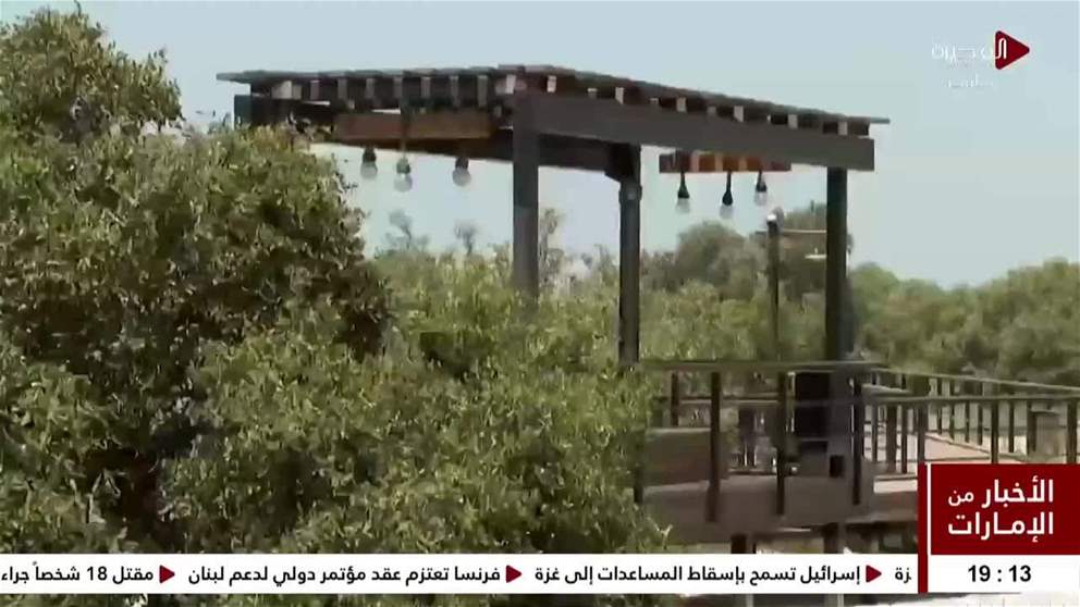 وزارة التغير المناخي والبيئة تجدد الالتزام بحماية النظم البيئية لأشجار القرم