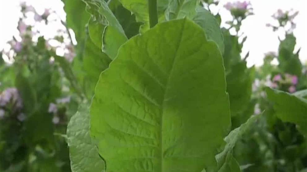 غرائب وطرائف | مزارعو التبغ في بلغاريا يكافحون ضد انكماش السوق