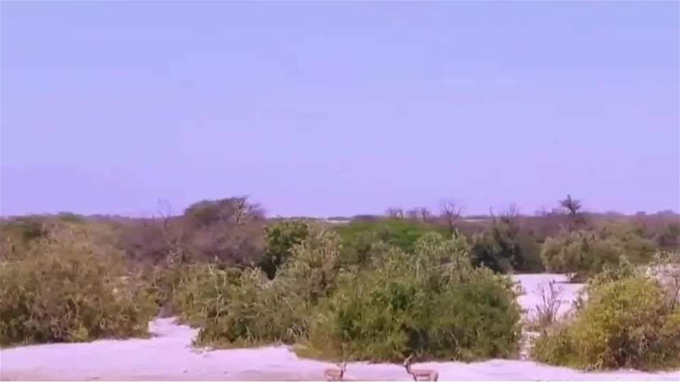 النباتات المحلية في الامارات ..كنوز طبيعية تعزز الاستدامة البيئية