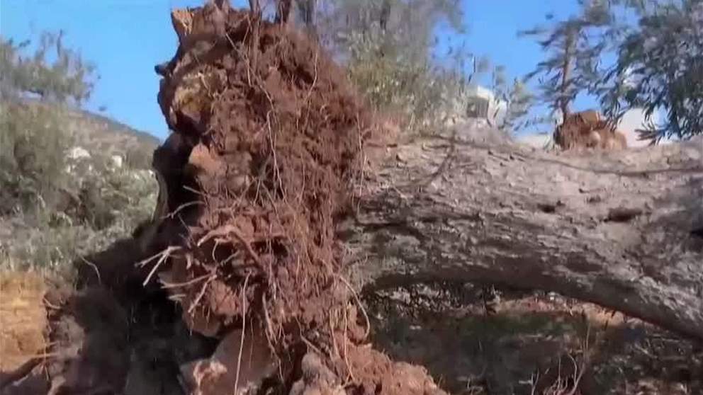 أخبار اقليمية ودولية | جرافات إسرائيلية تقتلع مئات الأشجار في قرية لمغير بالضفة الغربية
