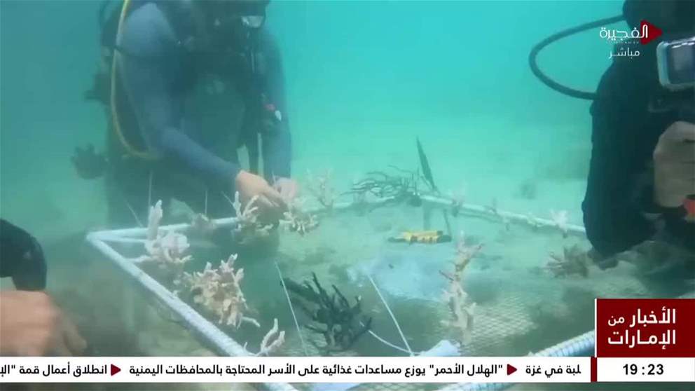 تقنية مستوحاة من الطبيعة تساهم في ترميم الشعاب المرجانية