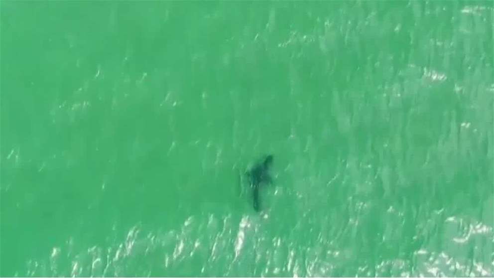 طائرات بدون طيار وبدلات ذكية لحماية السباحين من أسماك القرش في أستراليا