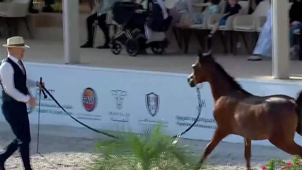 فعاليات النسخة العاشرة من بطولة الفجيرة الدولية للخيل العربي تتواصل بمشاركة 264 خيلا