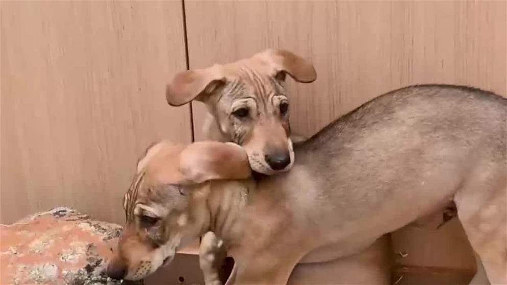 مركز الإمارات للأبحاث البيولوجية يكشف عن أول ذئاب عربية مستنسخة