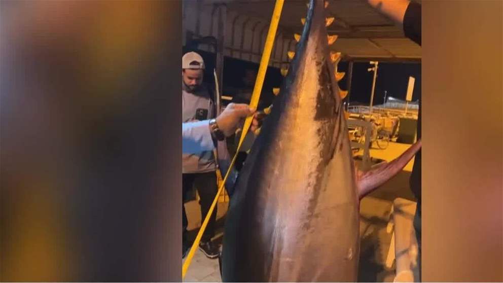 في إنجاز يسجّل للفجيرة.. جمعية الفجيرة لصيادي الأسماك تصطاد تونة عملاقة بوزن 137 كيلوغراماً