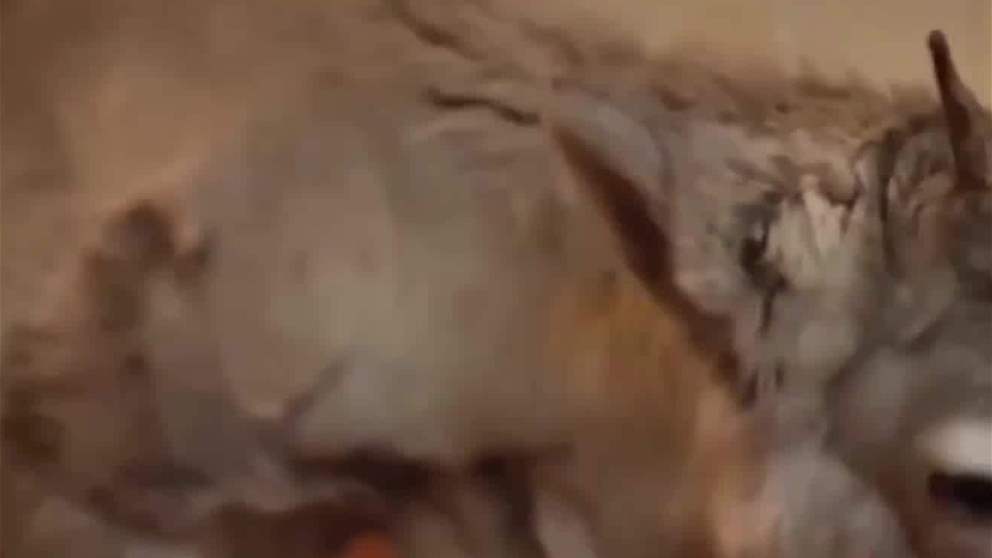 غرائب وطرائف | لارس الرنة المرباة يدويا يستعد لعيد الميلاد