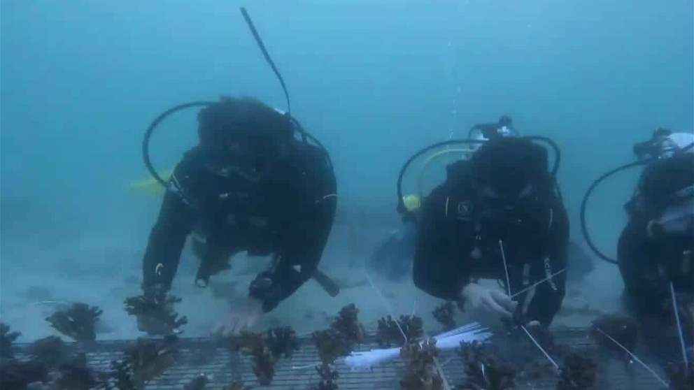 الفجيرة توظّف برامج علمية لرصد النظم البيئية البحرية