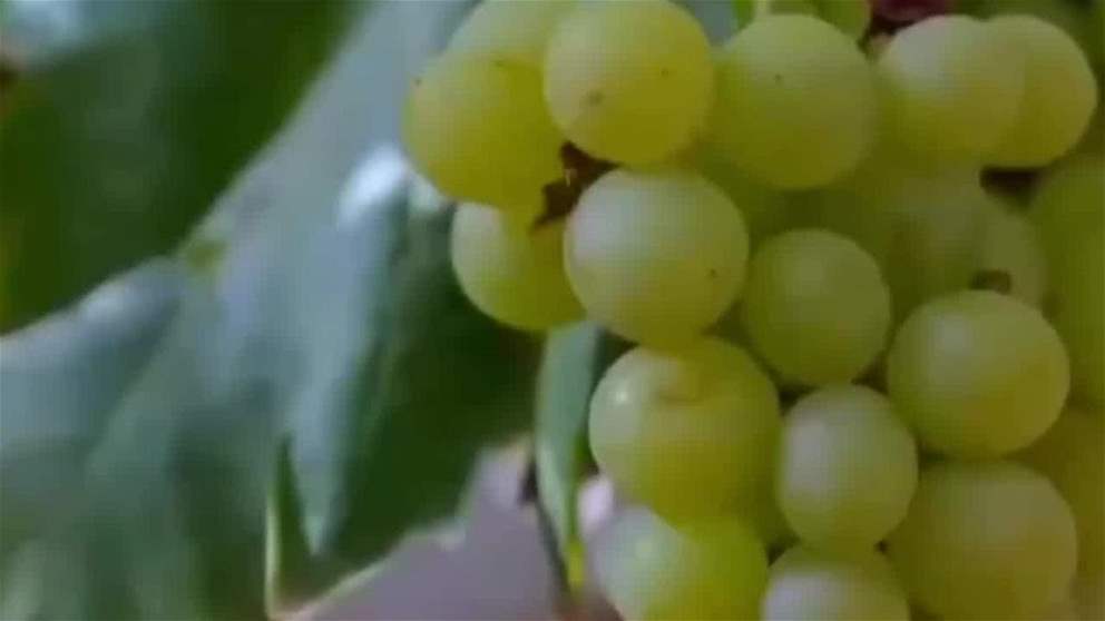 تعاون بين موانئ نواتوم والظاهرة الزراعية – مصر لتعزيز الخدمات اللوجستية