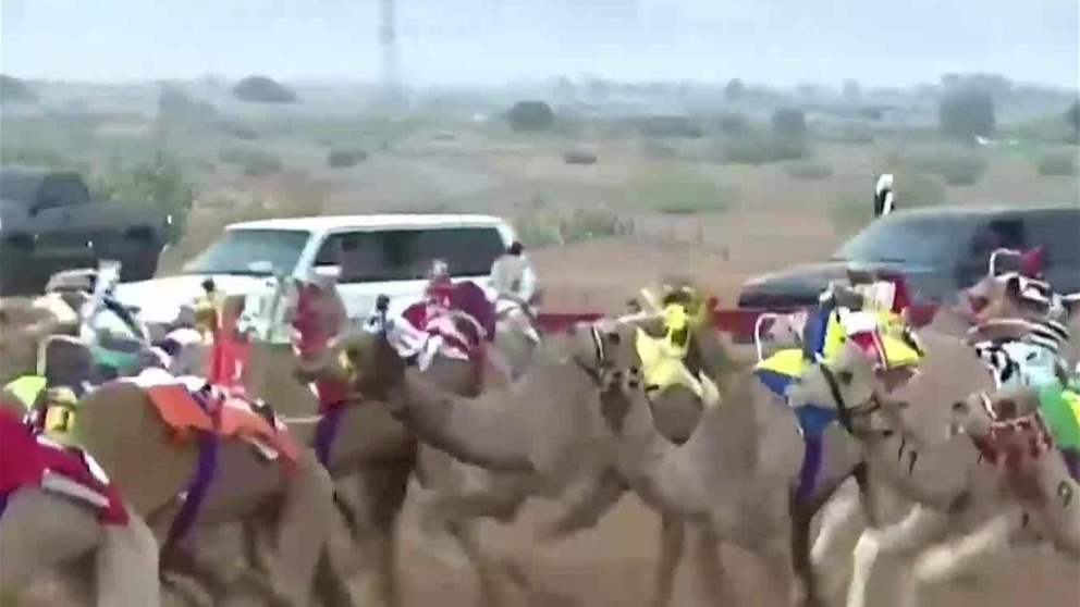 "غلا" تتوج بالكأس و"الغزال" يحصد بندقية الحقايق في مهرجان محمد بن زايد لسباقات الهجن ومزاينة الإبل