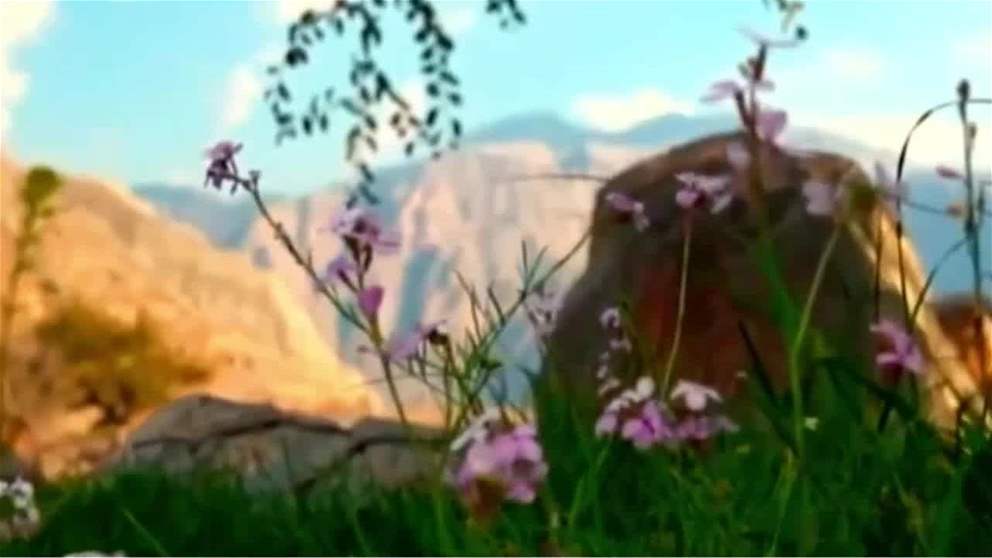 النباتات المحلية في الامارات ..كنوز طبيعية تعزز الاستدامة البيئية