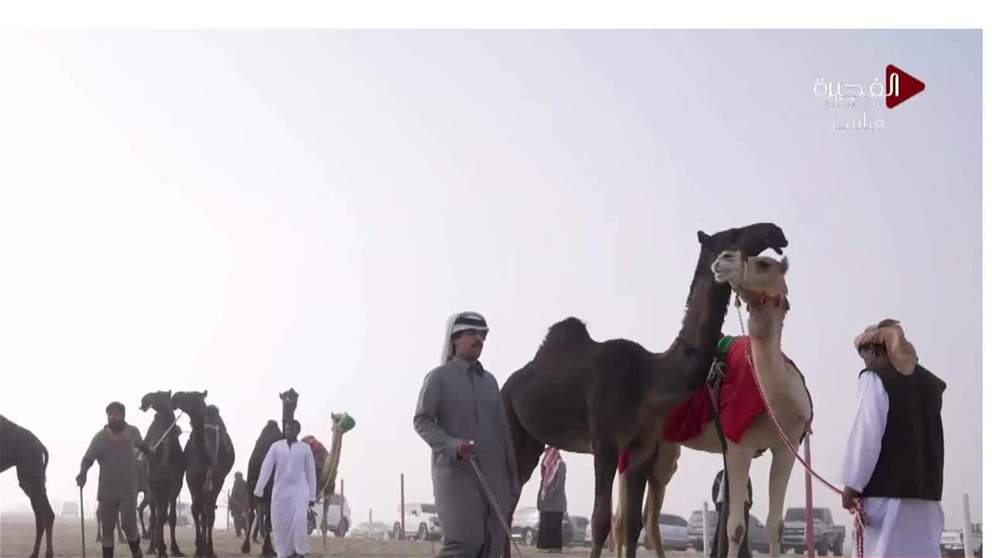 مزاينة الإبل تتوج الفائزين في المحطة الختامية لمهرجان الظفرة بدورته الـ 19