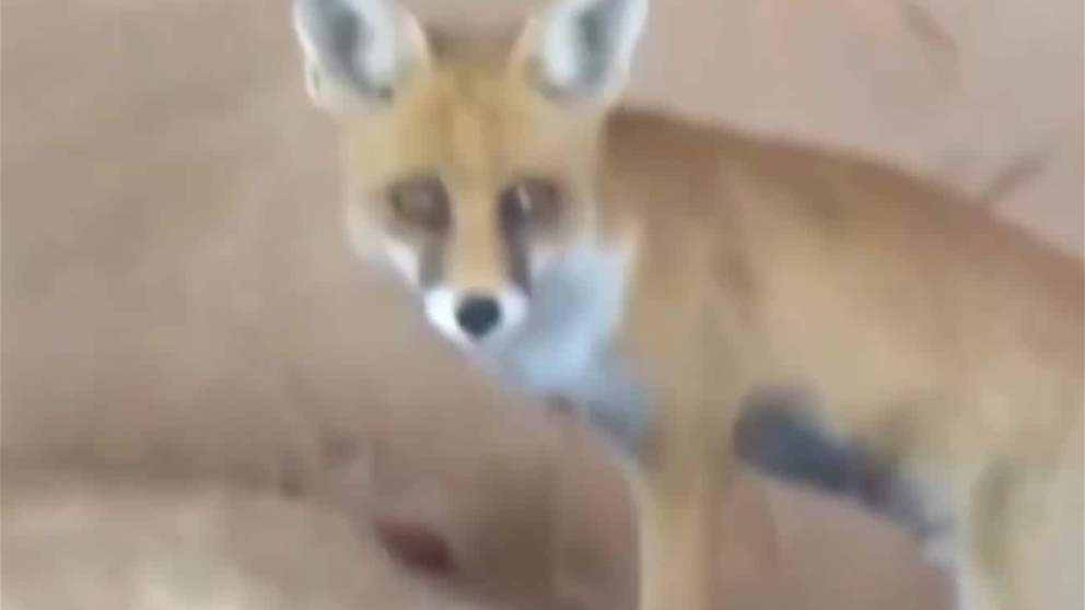 الامارات تصدر قوانين محدثة لحماية الحيوانات والنباتات المهددة بالانقراض