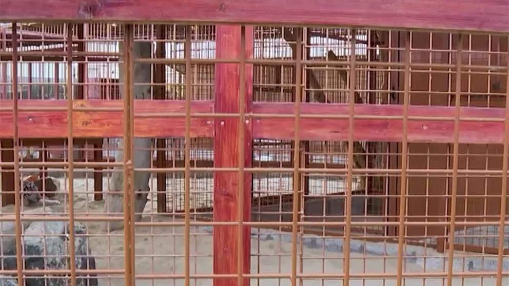 "محمية النوادر" تجربة ترفيهية تستهدف التوعية البيئية في مهرجان الشيخ زايد