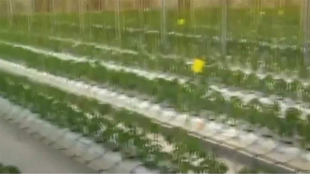 الامارات...نهج استباقي في تعزيز الامن الغذائي