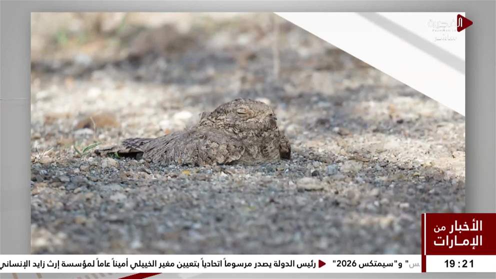 وادي الوريعة تسجل عودة طائر السبد المصري بعد مرور 5 سنوات