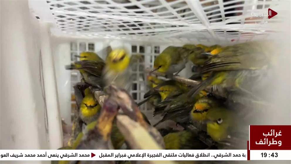 بعد 200 عام ..الببغاوات الزرقاء والصفراء تعود الى سماء ريو دي جانيرو