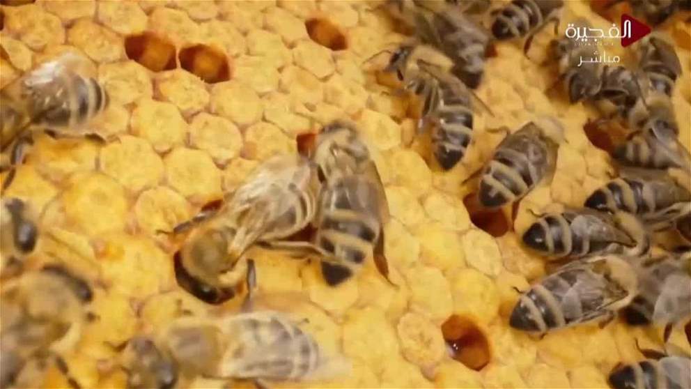 الفجيرة ترسّخ مكانتها مركزا إقليميا للبحوث والابتكار وتطوير نحل العسل
