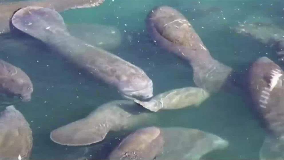 امطار استثنائية طال انتظارها تكبد المزارعين خسائر في المغرب