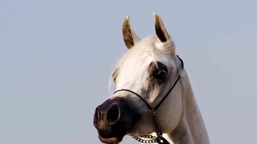 مهرجان العين للفروسية في نسخته الأولى يعزز ريادة الدولة ببطولتين لجمال الخيل وقفز الحواجز