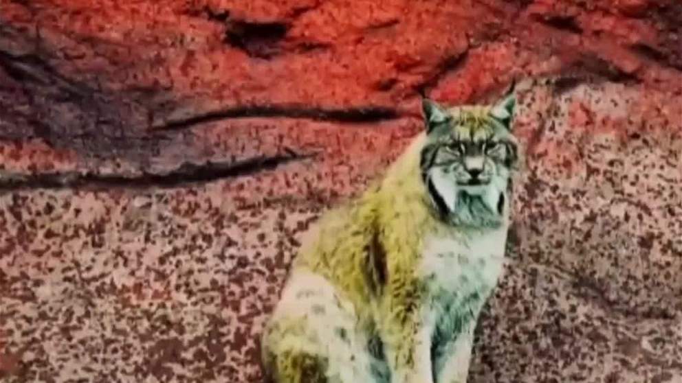 محمية وادي الوريعة تعزز موقعها في مسارات الهجرة الاقليمية للطيور