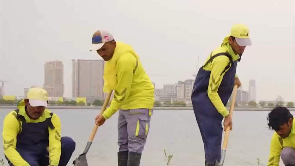 التشجير في الامارت .. استثمار أخضر لمستقبل مستدام