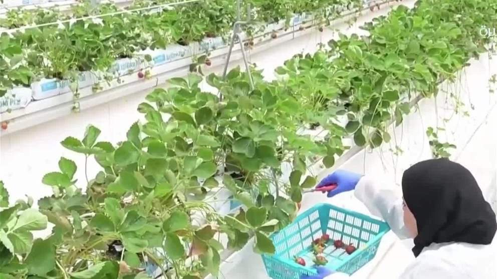 الامارات .. منظومة راسخة للامن الغذائي