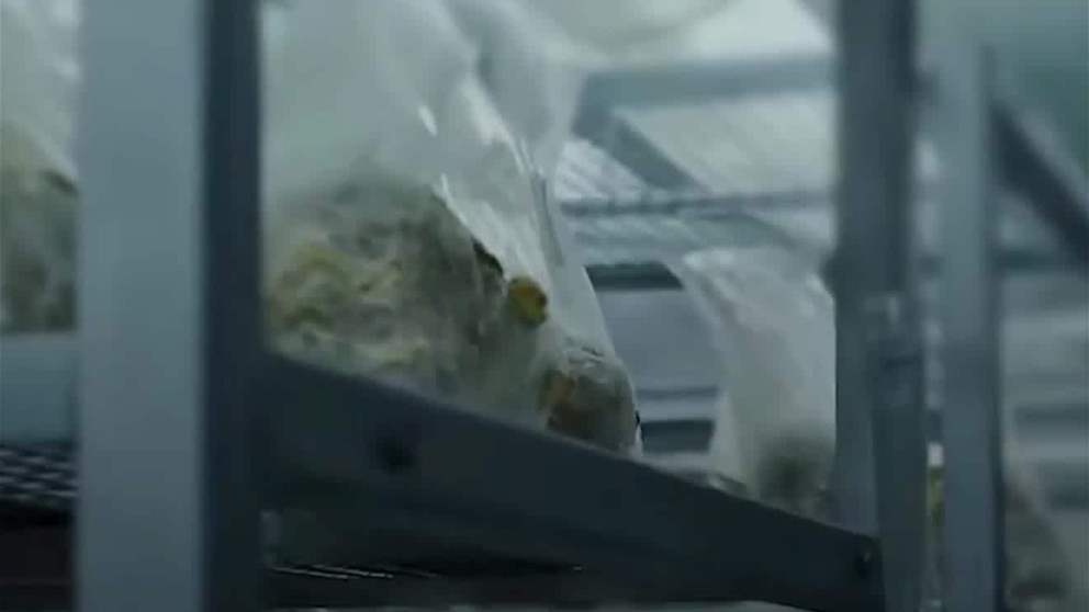 جامعة الإمارات تطلق "بيت الفطر الذكي" لدعم الأمن الغذائي وتمكين الباحثين من طلبة البكالوريوس المواطنين