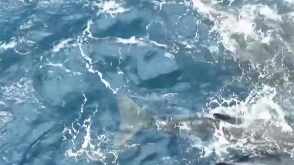 غرائب و طرائف | ولادة نادرة لحوت عنبر تكشف سلوكا غير مسبوق في اعماق البحار