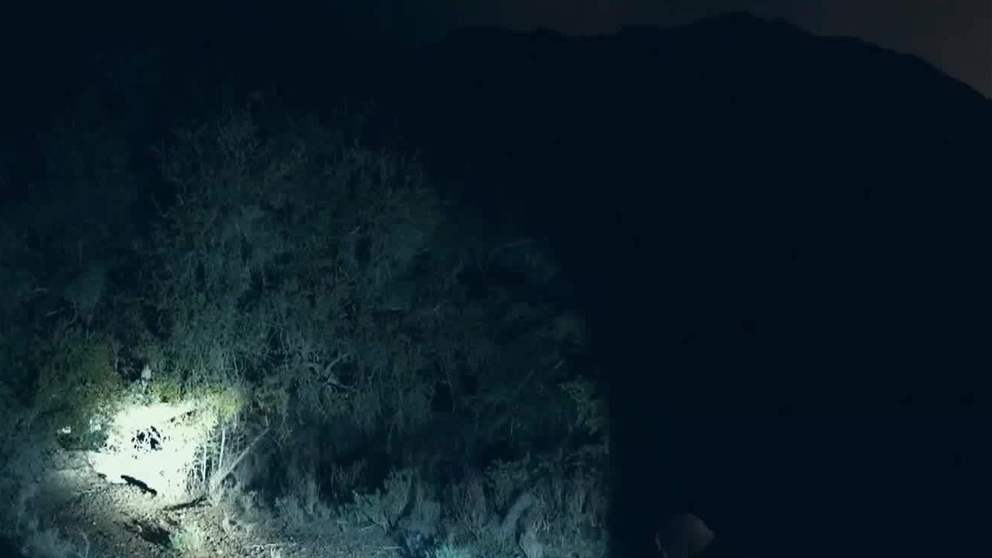 "الفجيرة للبيئة" تطلق "بومة الأشجار المخططة" بعد إنقاذها ومعالجتها