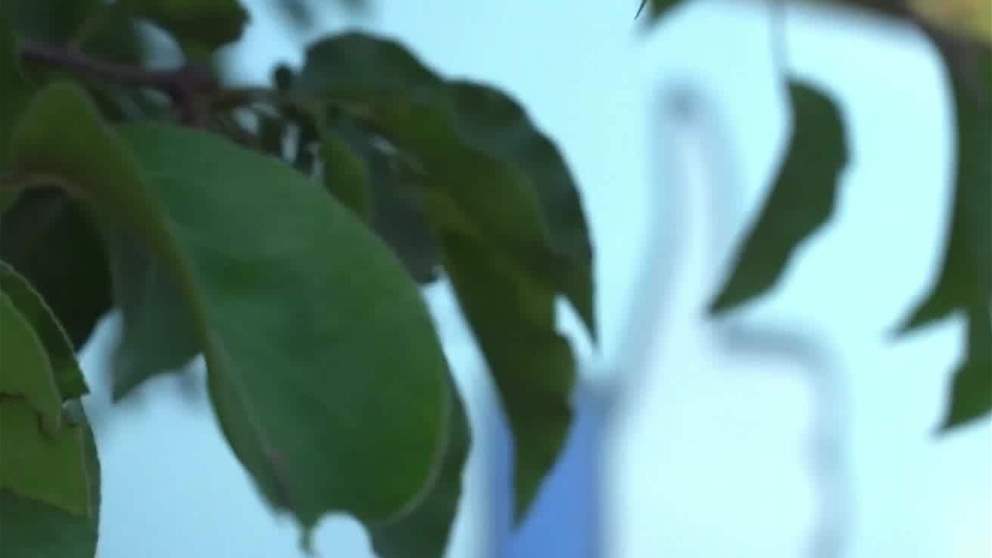 ارتفاع توقعات شركة ASML  بدعم طلب رقائق الذكاء الاصطناعي