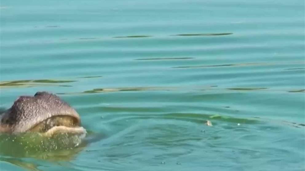 غرائب وطرائف | كولومبيا تتحرك للحد من انتشار افراس النهر