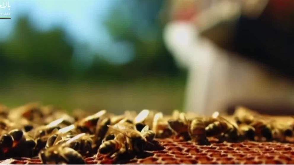 تربية النحل في الفجيرة.. مبادرات طموحة لتعزيز الأمن الغذائي والتنوع البيولوجي