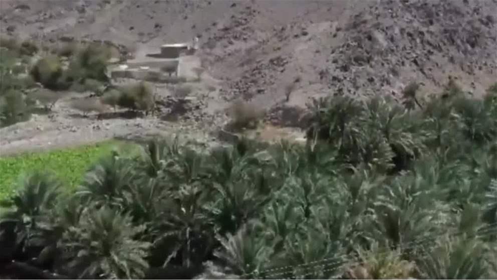 مزارع النخيل في الدولة تستقبل تباشير الرطب