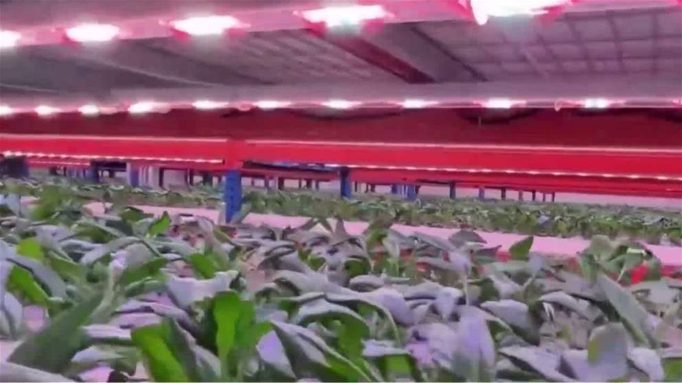 الزراعة العمودية مستقبل الامن الغذائي في الامارات