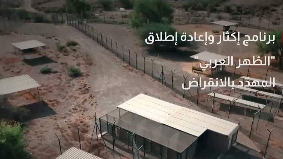 محمية وادي الوريعة الوطنية.. إطلاق برنامج إكثار وإعادة إطلاق "الطّهر العربي" المهدّد بالانقراض