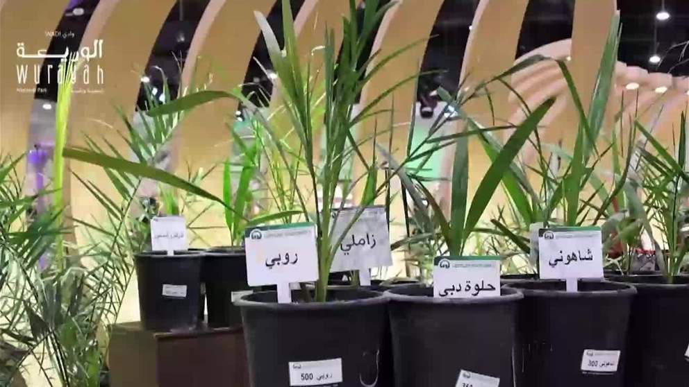 النخيل في الإمارات.. مكانة تاريخية وأمن غذائي