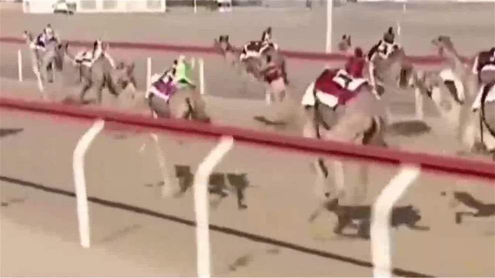  الشادن تحلق بكأس الحقائق الأبكار في آخر أيام المهرجان الختامي لسباقات الهجن بالوثبة