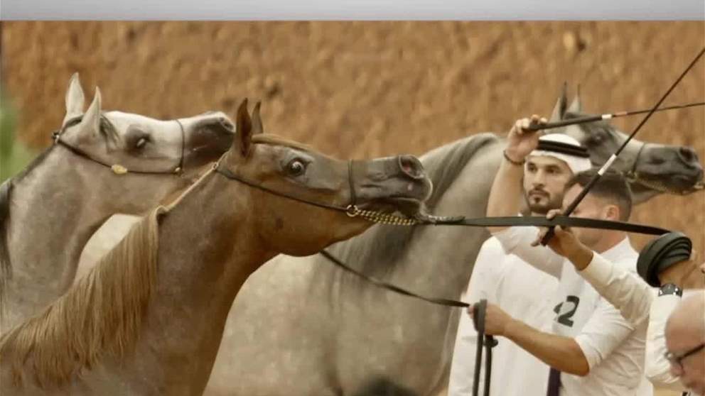 171 خيلاً تشارك في كأس الإمارات العالمي لجمال الخيل العربية بالمغرب
