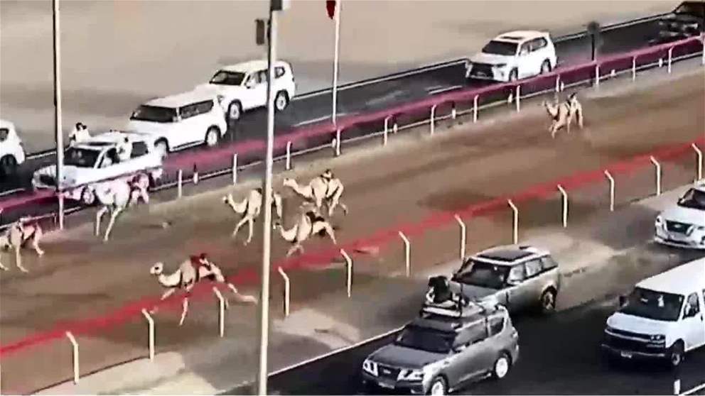 هجن الرئاسة والشيحانية تتقاسم رموز الثنايا في ختامي الوثبة 2025