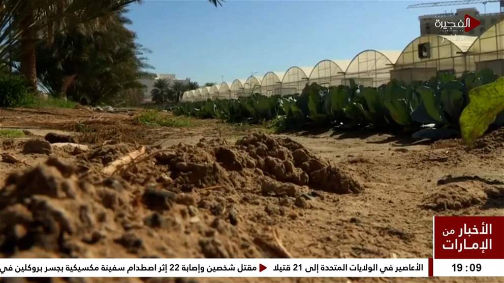 الزراعة في الفجيرة .. قطاع هام يعزز الاقتصاد المحلي للإمارة